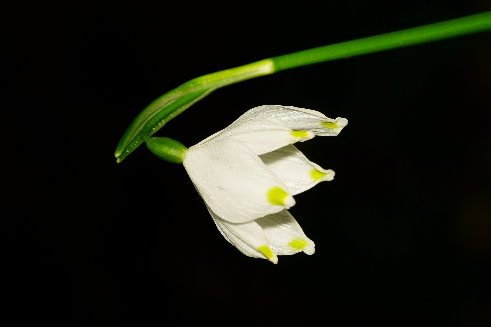 frühes Blümchen