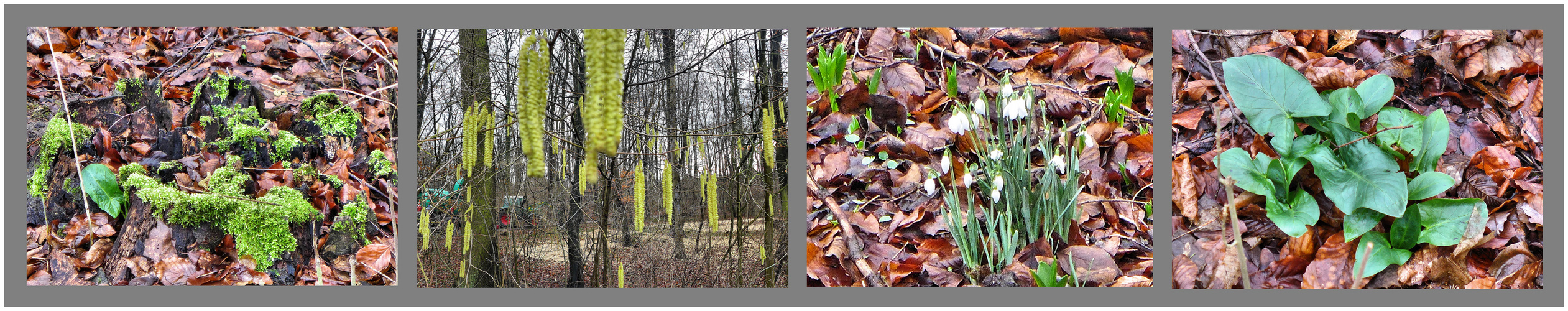 Frühes Grün im Wald