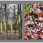 Frühes Grün im Wald