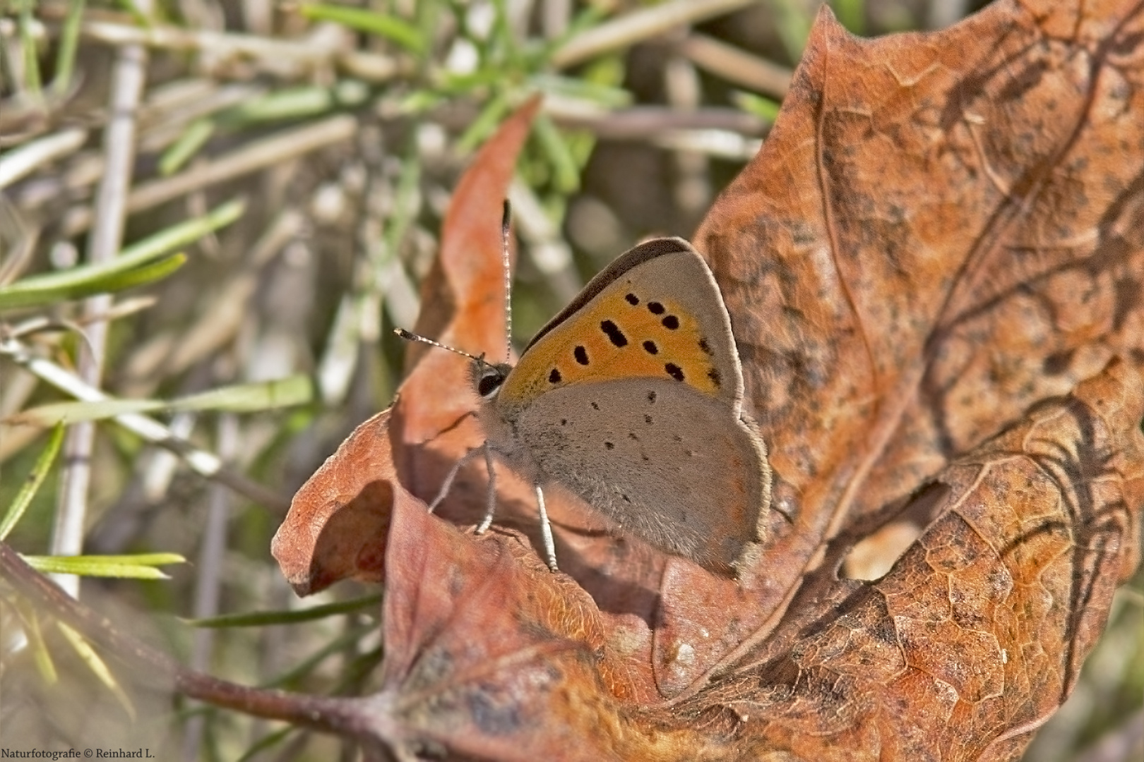  Frühes Herbstlaub 