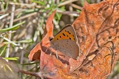  Frühes Herbstlaub 