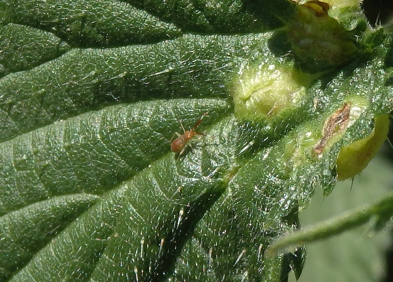 Frühes Larvenstadium der Dickfühlerweichwanze (Heterotoma planicornis)