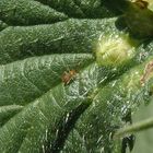 Frühes Larvenstadium der Dickfühlerweichwanze (Heterotoma planicornis)