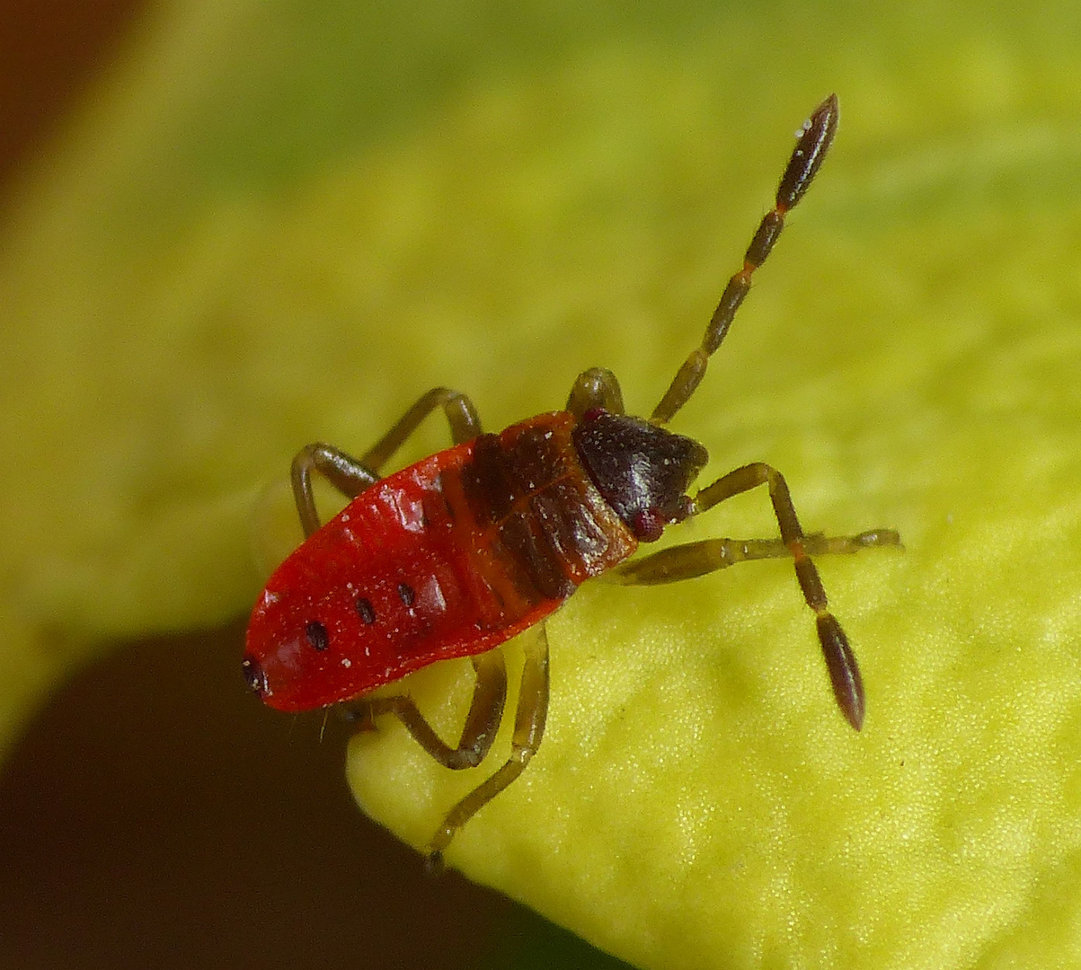 Frühes Larvenstadium der Gemeinen Feuerwanze (Pyrrhocoris apterus)