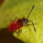 Frühes Larvenstadium der Gemeinen Feuerwanze (Pyrrhocoris apterus)