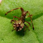 Frühes Larvenstadium der Lederwanze (Coreus marginatus)