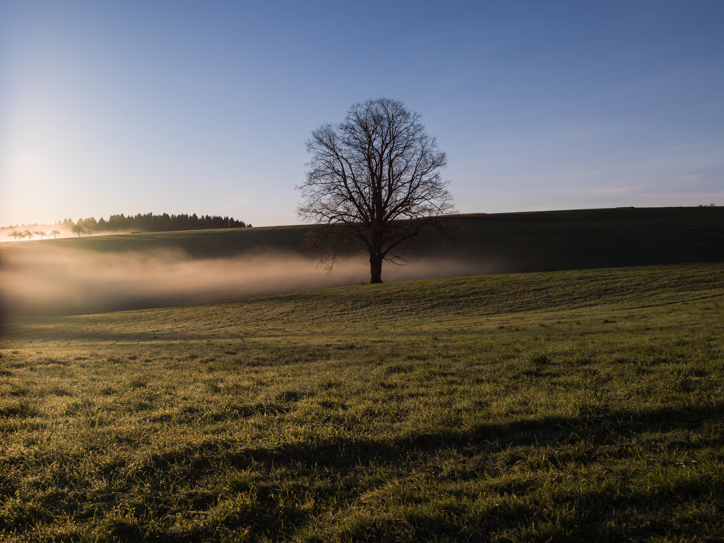 Frühes Licht II