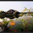 frühes Licht in den Backwaters