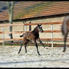 Frühes Training