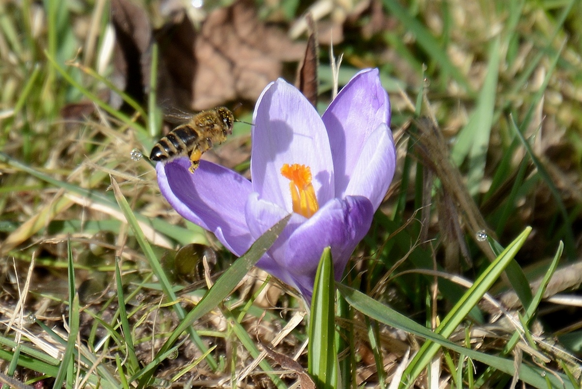 Frühflieger....