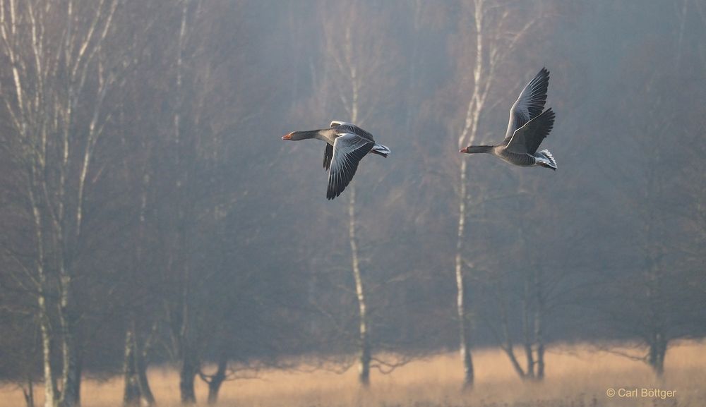 Frühflug