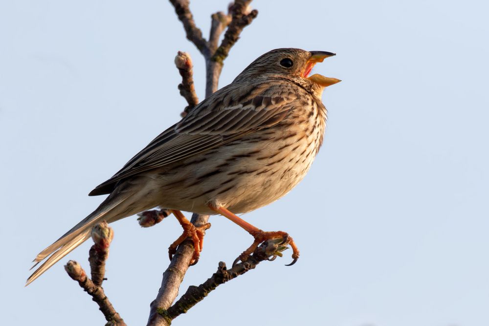 Frühgesang : Männliche Grauammer (Emberiza calandra, Syn.: Miliaria calandra) 