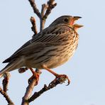 Frühgesang : Männliche Grauammer (Emberiza calandra, Syn.: Miliaria calandra) 