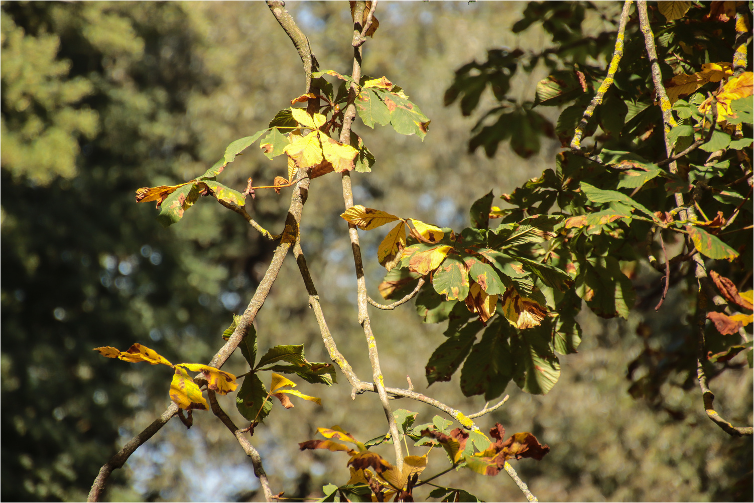 Frühherbst 1