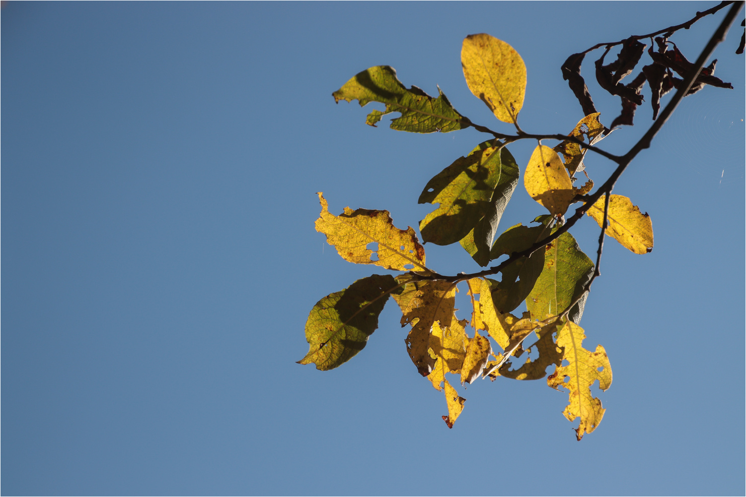 Frühherbst