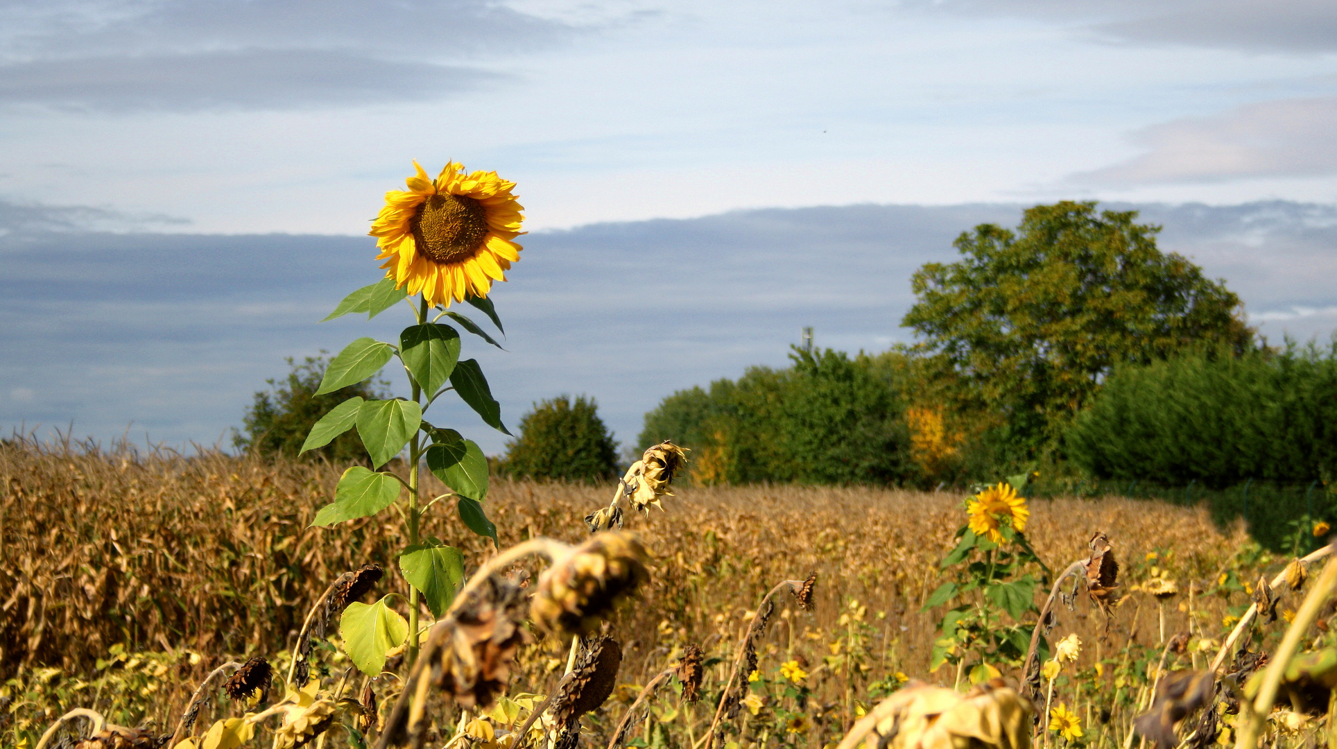 Frühherbst