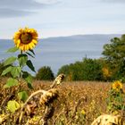 Frühherbst