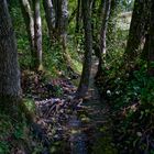 Frühherbst am Bachlauf der Weth