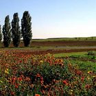 Frühherbst