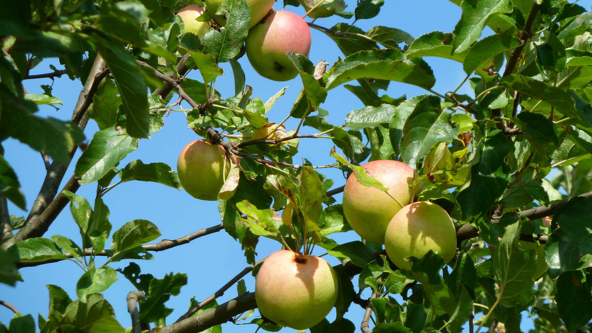 Frühherbst-Erntezeit