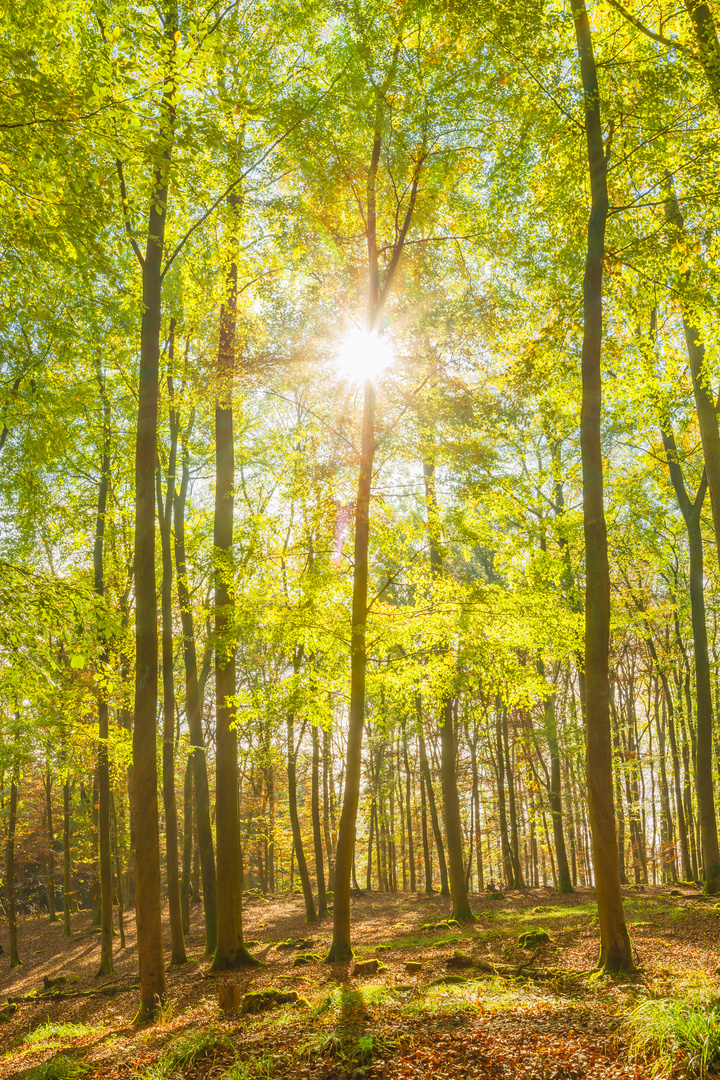 Frühherbst im Buchenwald