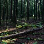 Frühherbst im Fichtenwald