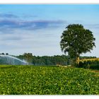 Frühherbst im Wendland #2