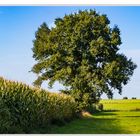 Frühherbst im Wendland #4