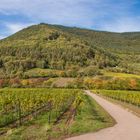 Frühherbst in der Pfalz bei Weyher