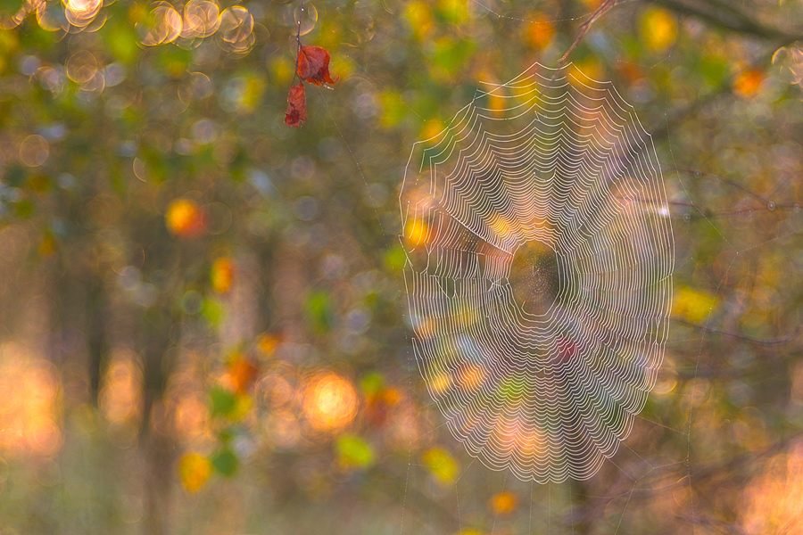 ~ Frühherbstbunt mit Spinnennetz ~