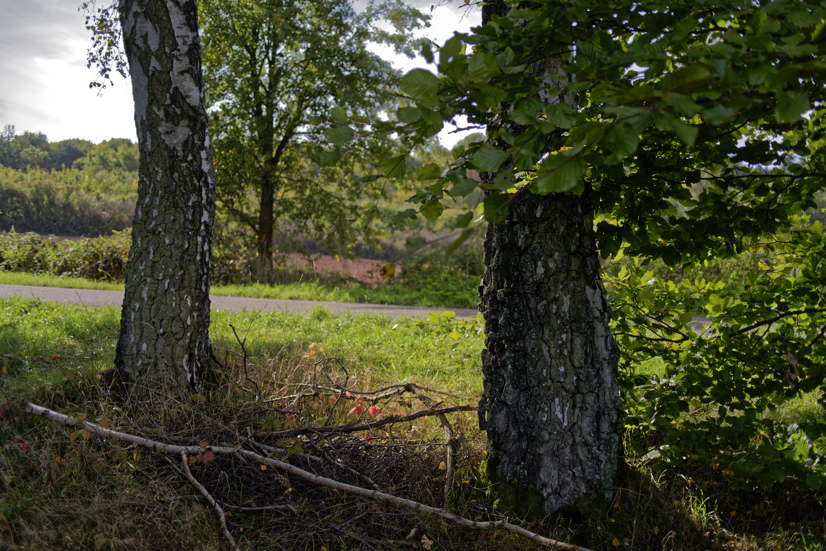 Frühherbstimpressionen an einem Feldweg