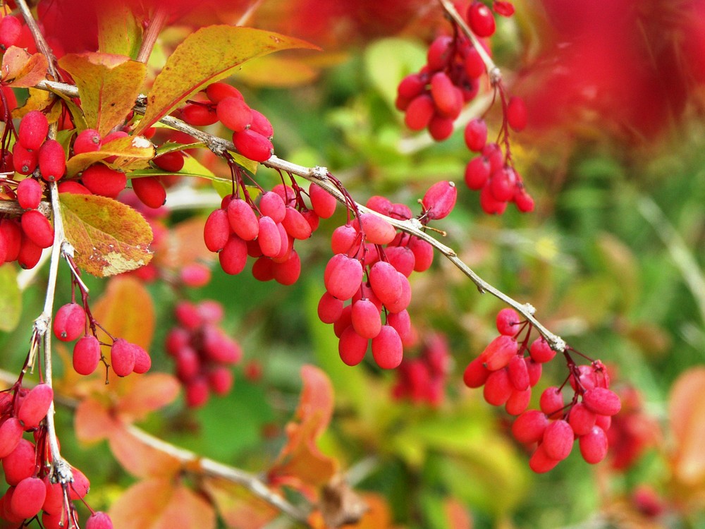 Frühherbstliche Farben!