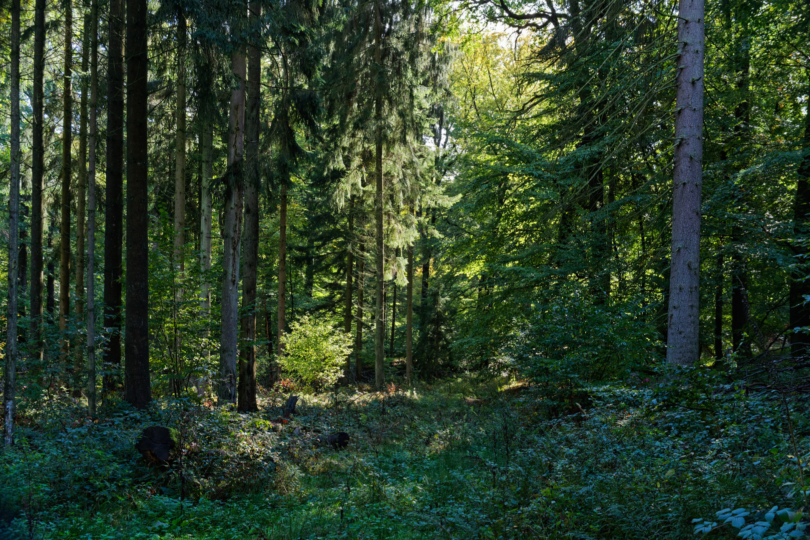 Frühherbstliche Waldstimmungen