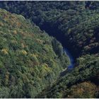 Frühherbstlicher Urwald