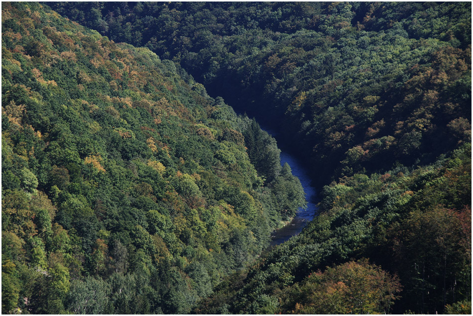 Frühherbstlicher Urwald