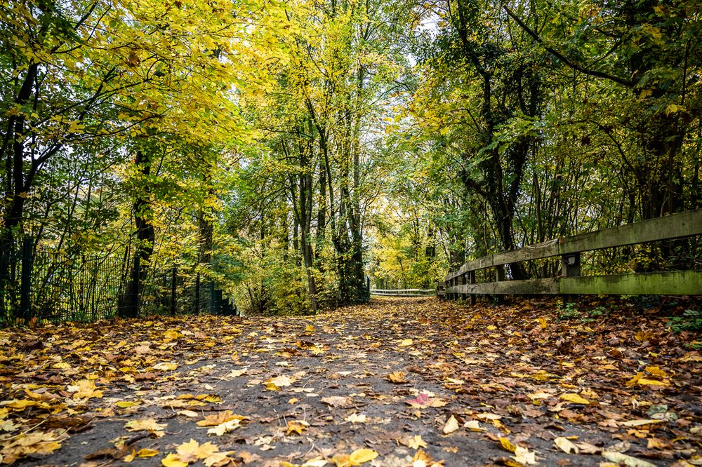 Frühherbstlicher Weg