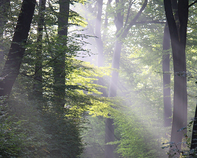 - Frühherbstmorgen .... -