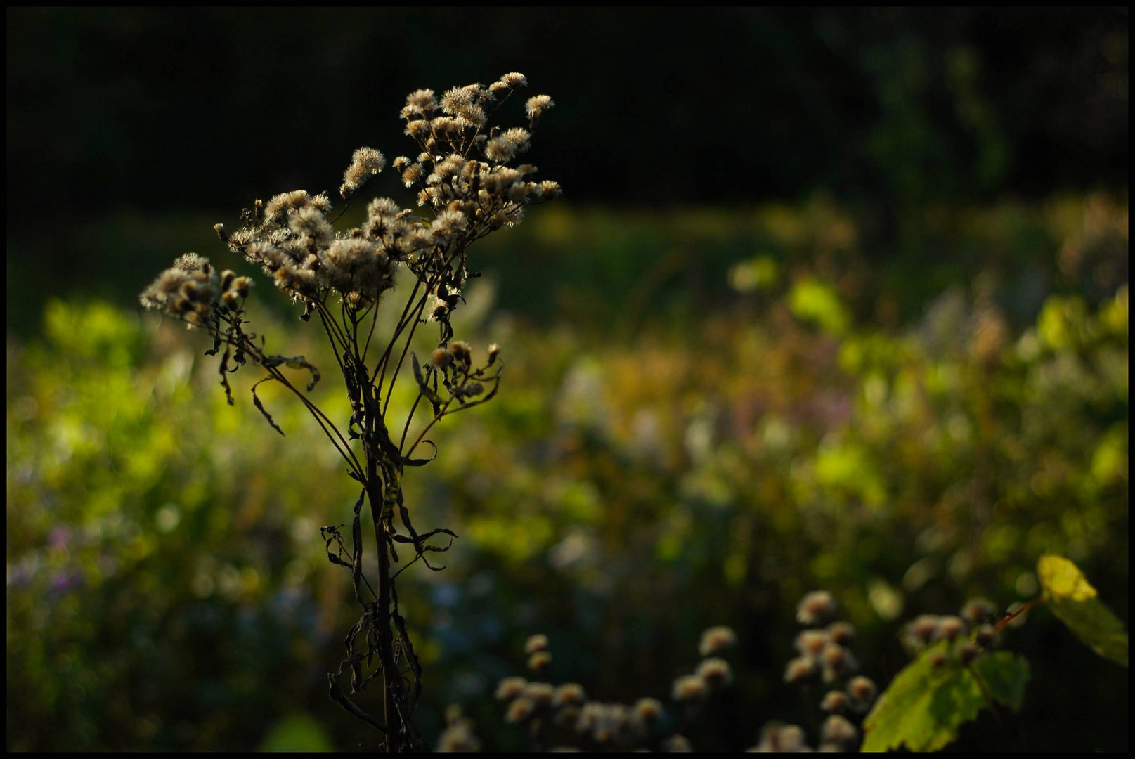 Fruehherbstspaziergang 1