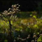 Fruehherbstspaziergang 1