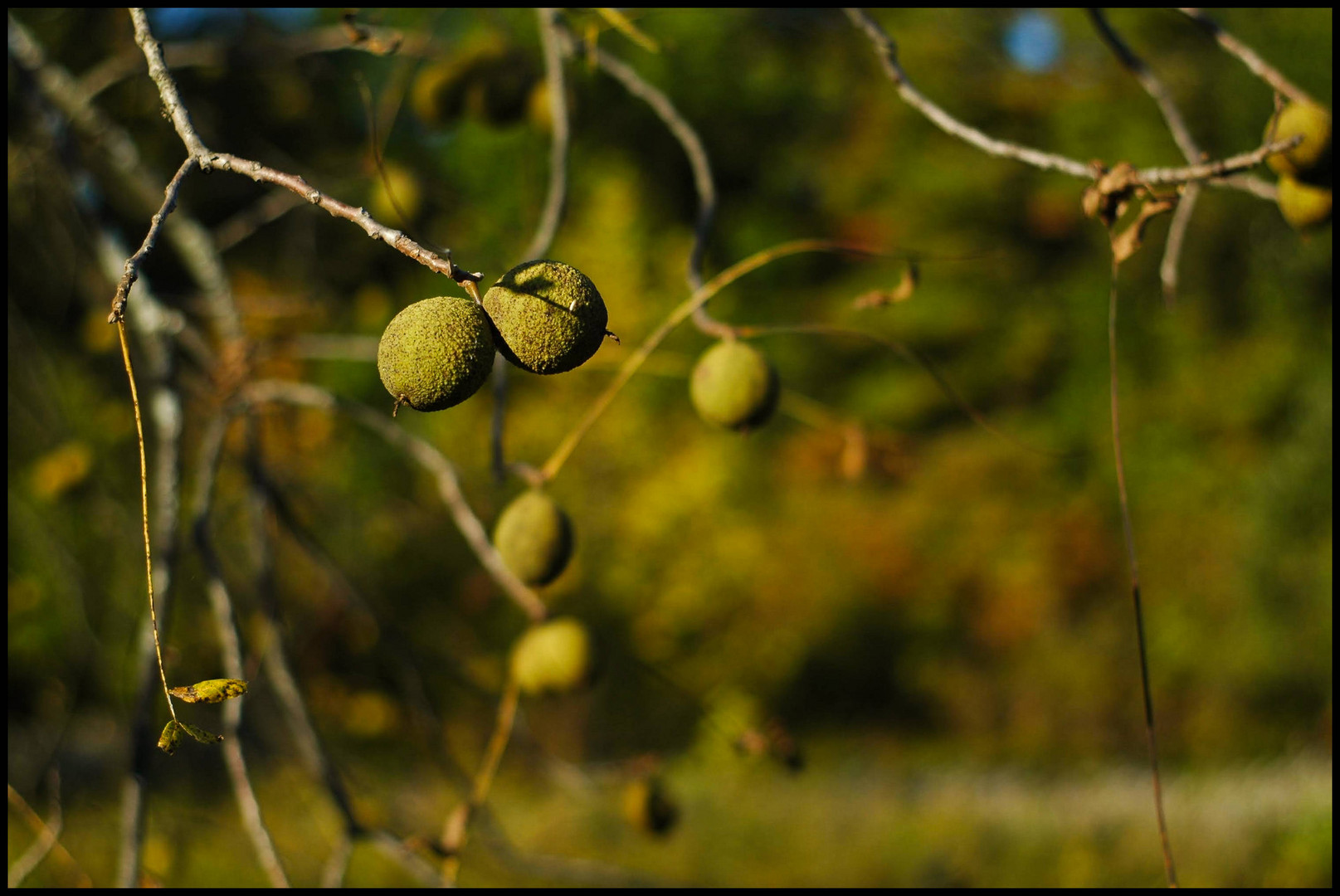 Fruehherbstspaziergang 2