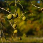 Fruehherbstspaziergang 2