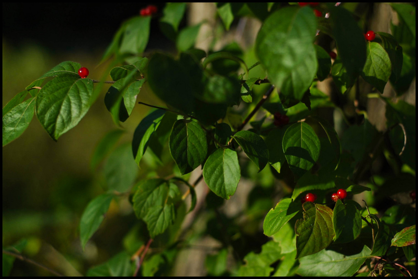 Fruehherbstspaziergang 3