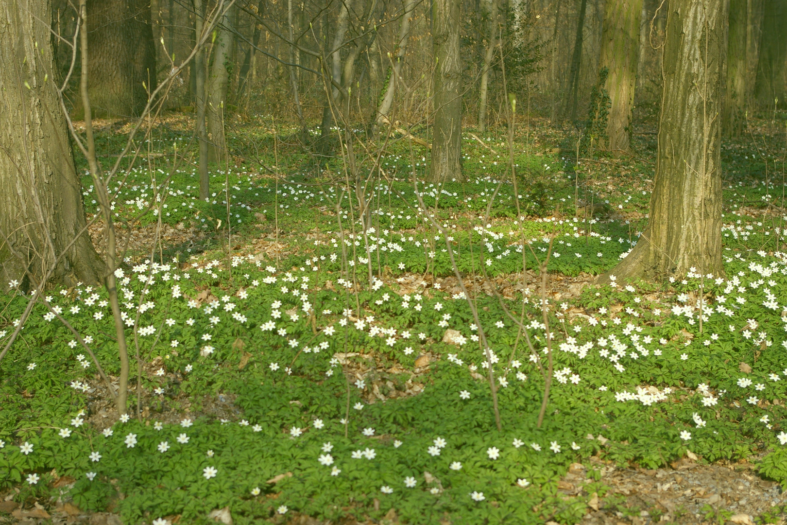 Frühingserwachen in der Fasanerie