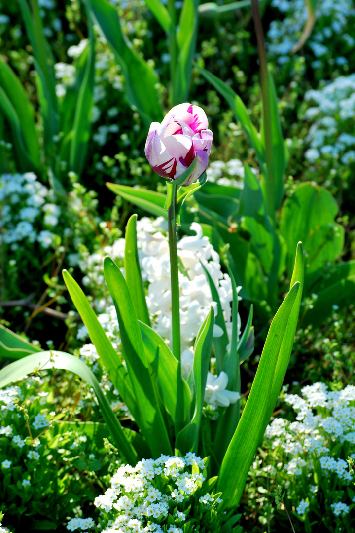 Frühingsflora