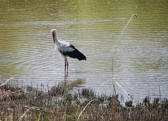 Frühjahr 2025 - Ein Weissstorch in den Rieselfeldern