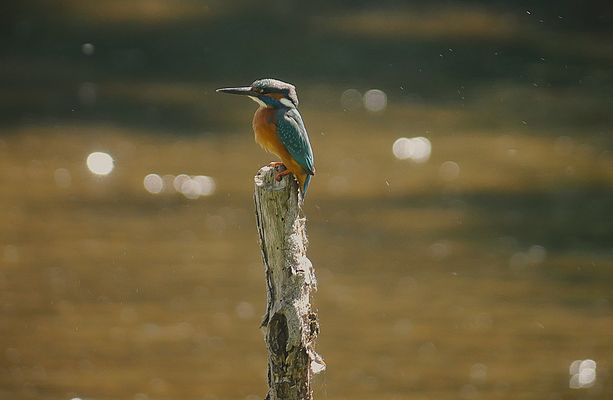 Frühjahr 2025 in den Rieselfeldern - Pötzlich war der Eisvogel da
