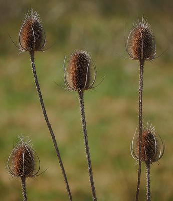 Frühjahr 2025  - Karden wiegen sich im seichtem Wind