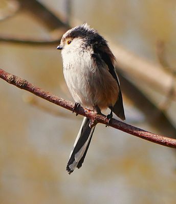 Frühjahr 2025 - Schwanzmeise in den Rieselfeldern
