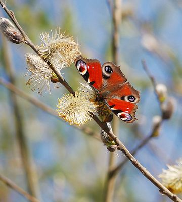 Frühjahr 2025 - Tagpfauenauge in den Rieselfeldern