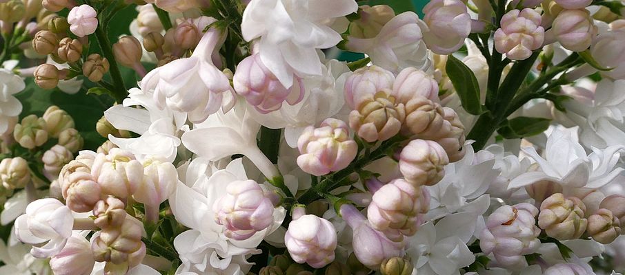 Frühjahr 2025 - Wenn der weiße Flieder wieder blüht